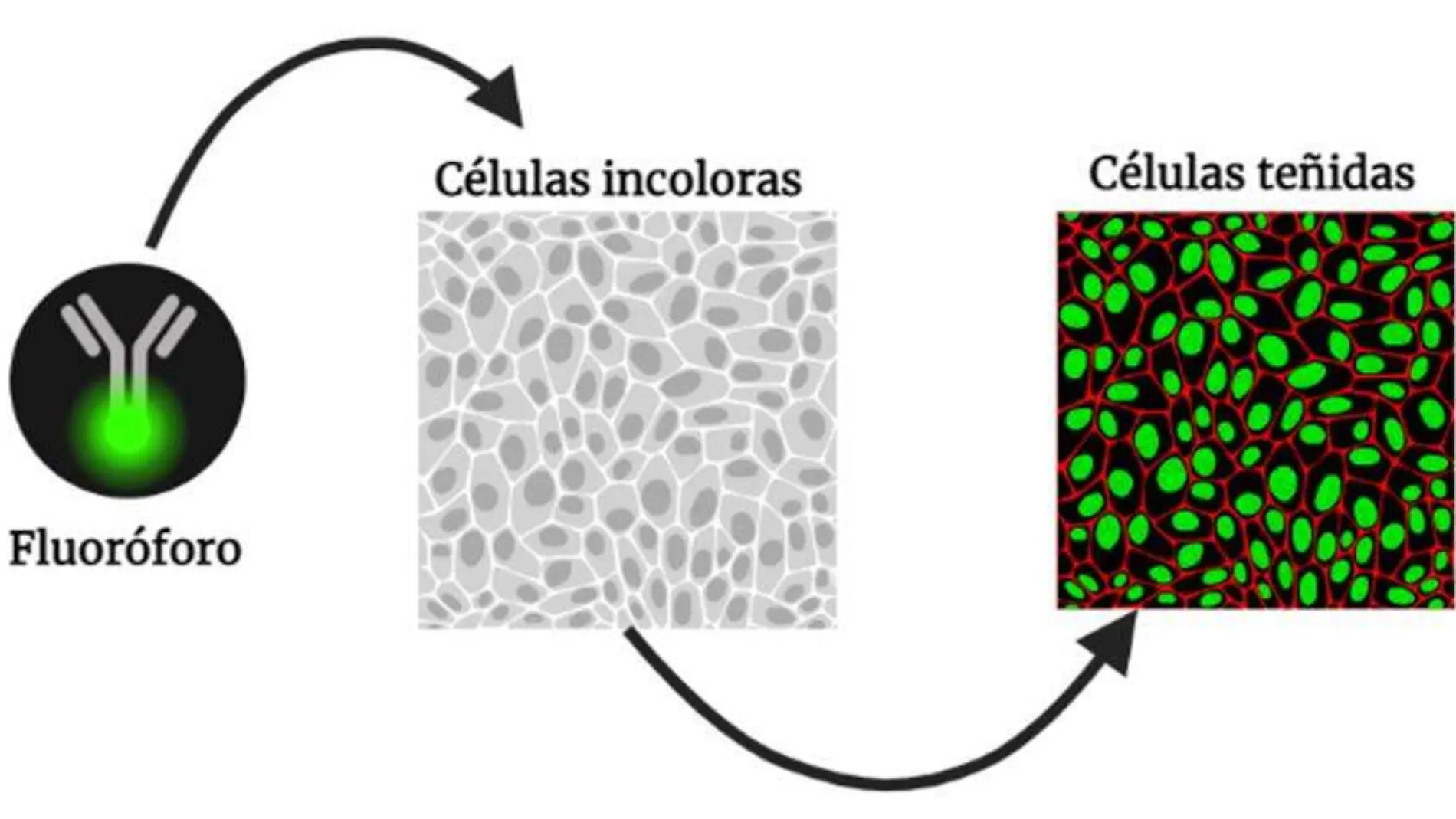 Figura_Células y color-300 dpi